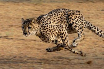 Rapid response, cheetah-style