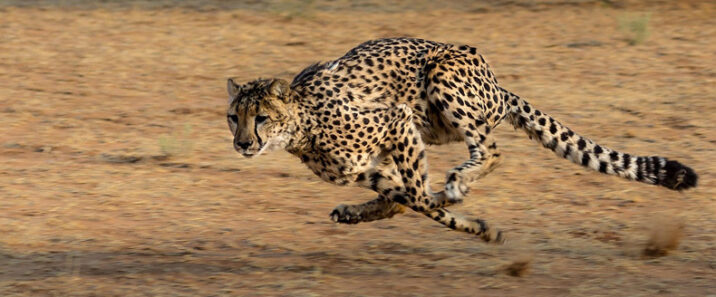 Rapid response, cheetah-style