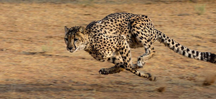 Rapid response, cheetah-style